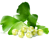Ginkgo biloba - az Aurivit egyik hatóanyaga